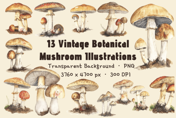 Download Mushroom Clipart Transparent Background - Transparent Collection